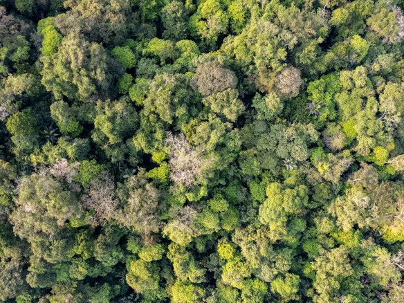 Vista aérea de la selva de la Riviera Maya