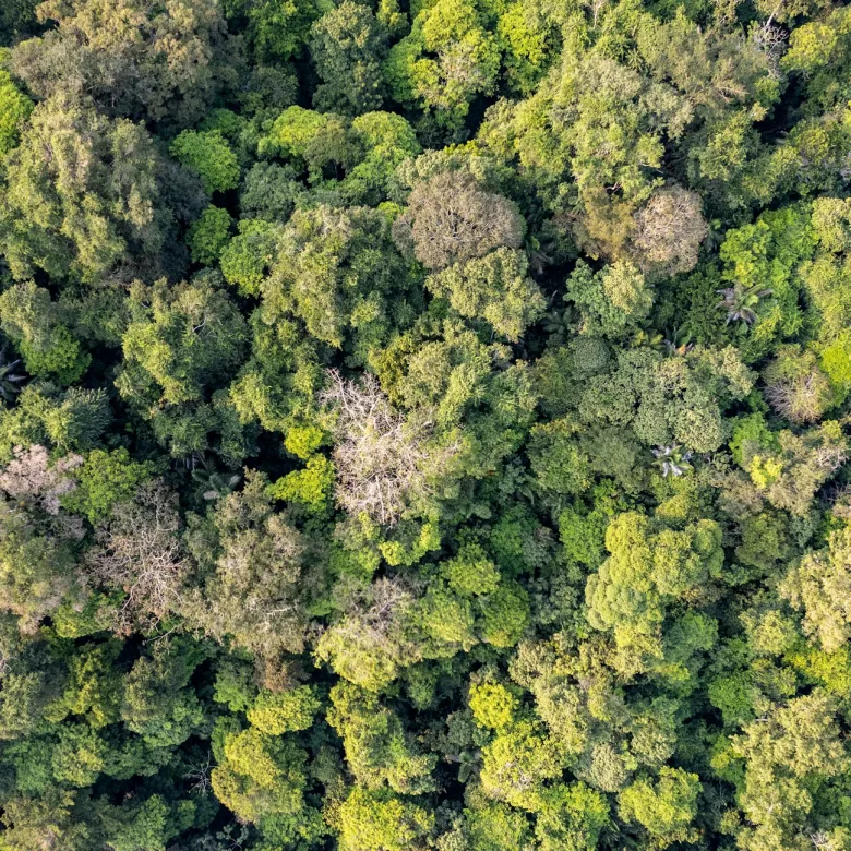 Aerial view of the Riviera Maya jungle